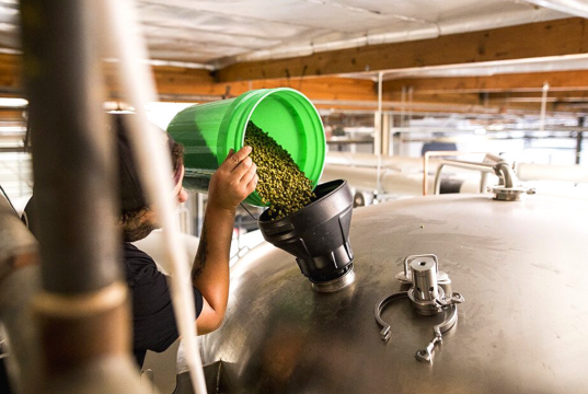Todo lo que necesitas saber del Dry Hopping